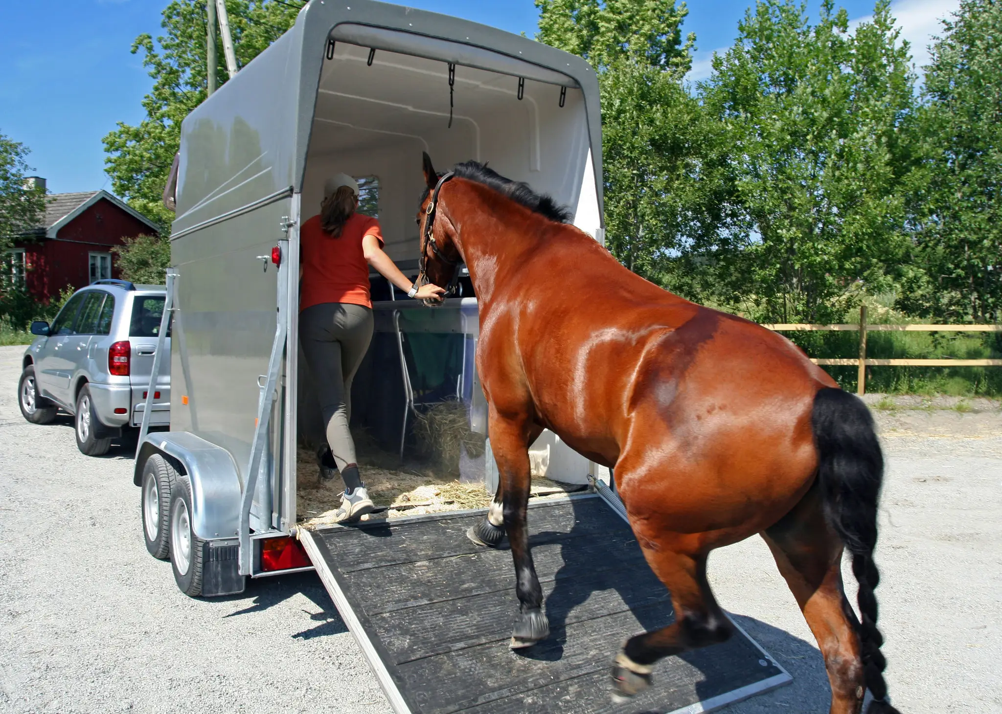 A person guides a horse into a trailer on a sunny day.