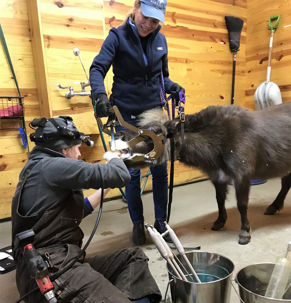 Vet examining donkey's teeth