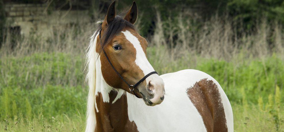Brown and white horse in meadow