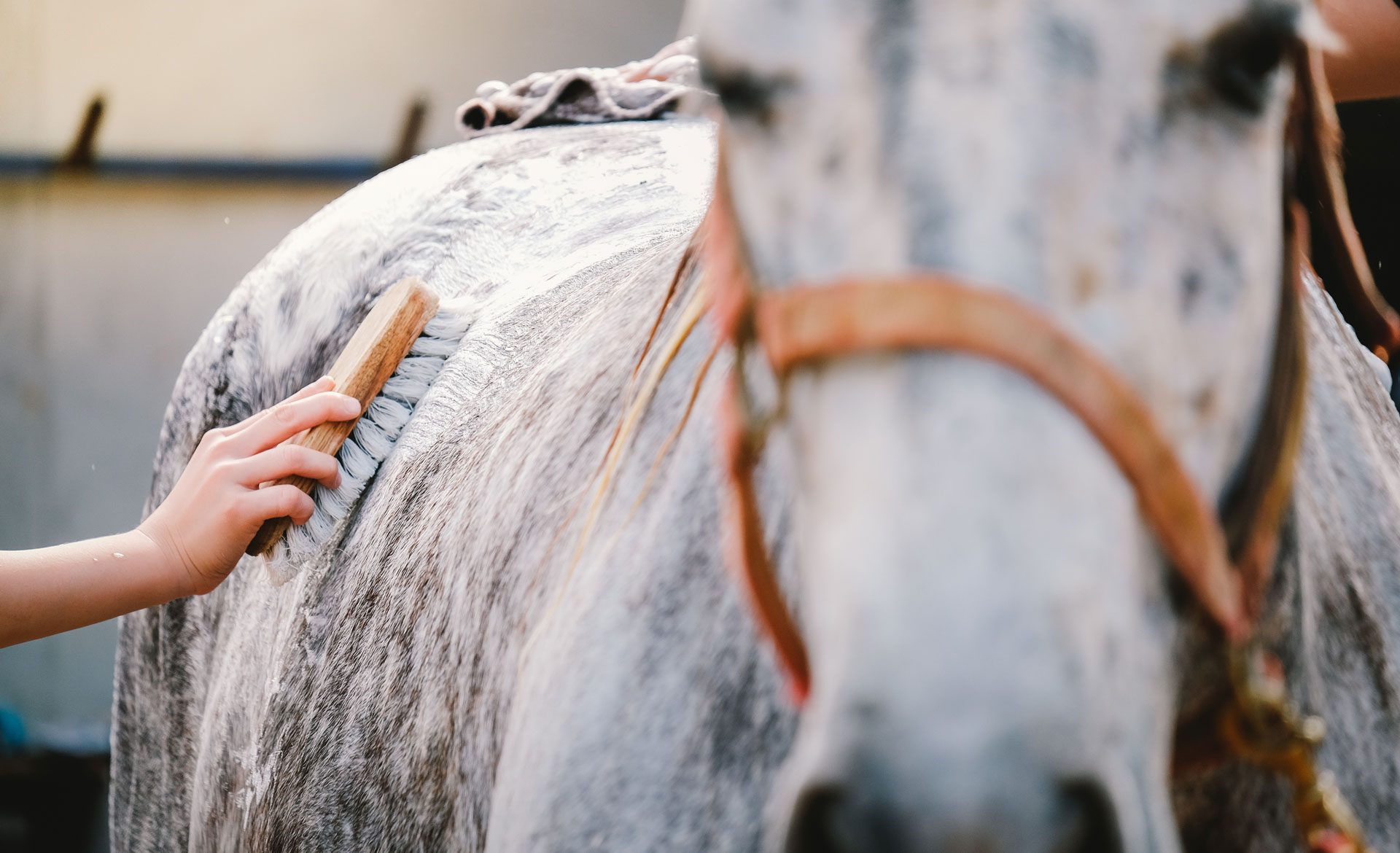 Hand brushing a horse