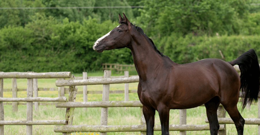 Horse in a green pasture
