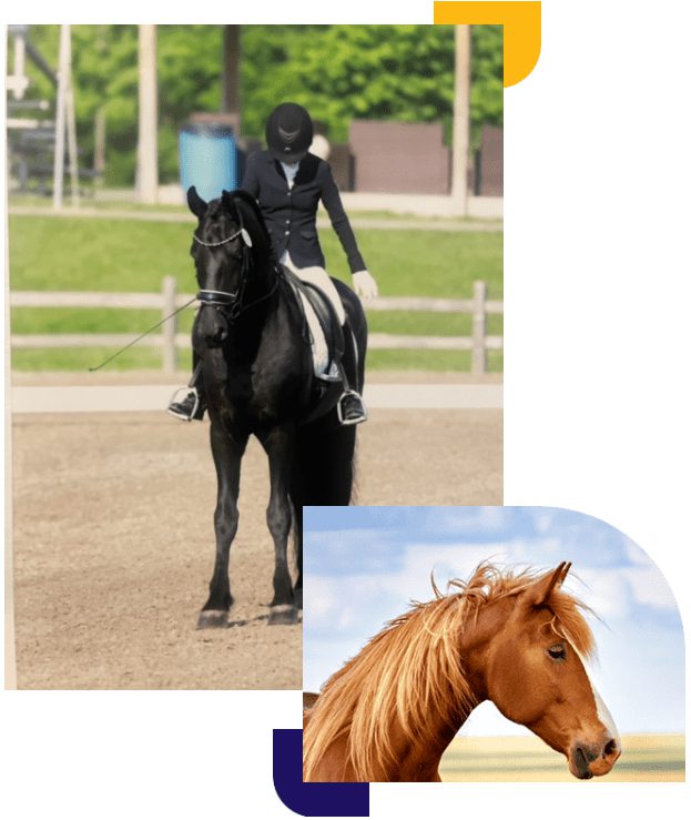 Horseback rider in a dressage arena