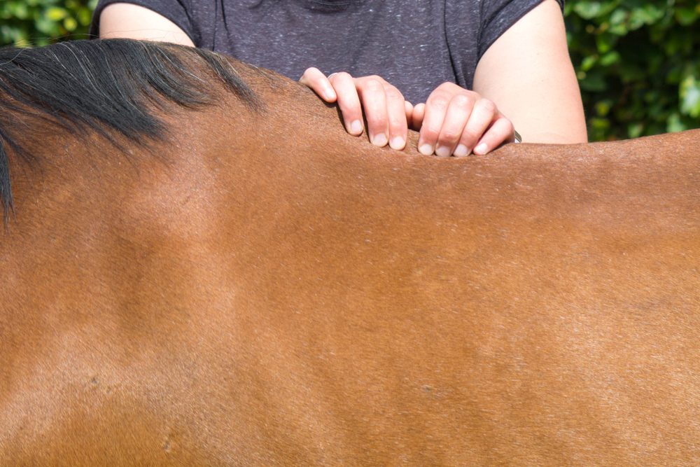 Hands massaging a horse's back