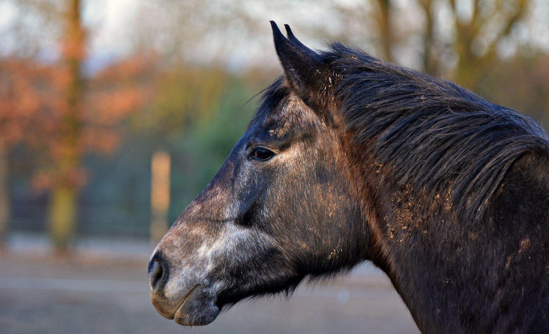 Side view of horse with blurred background