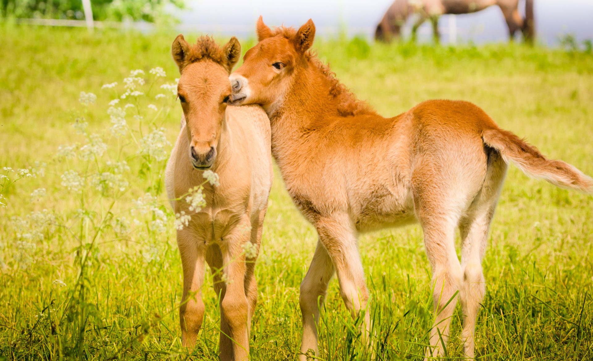 Young horses playing in green meadow.