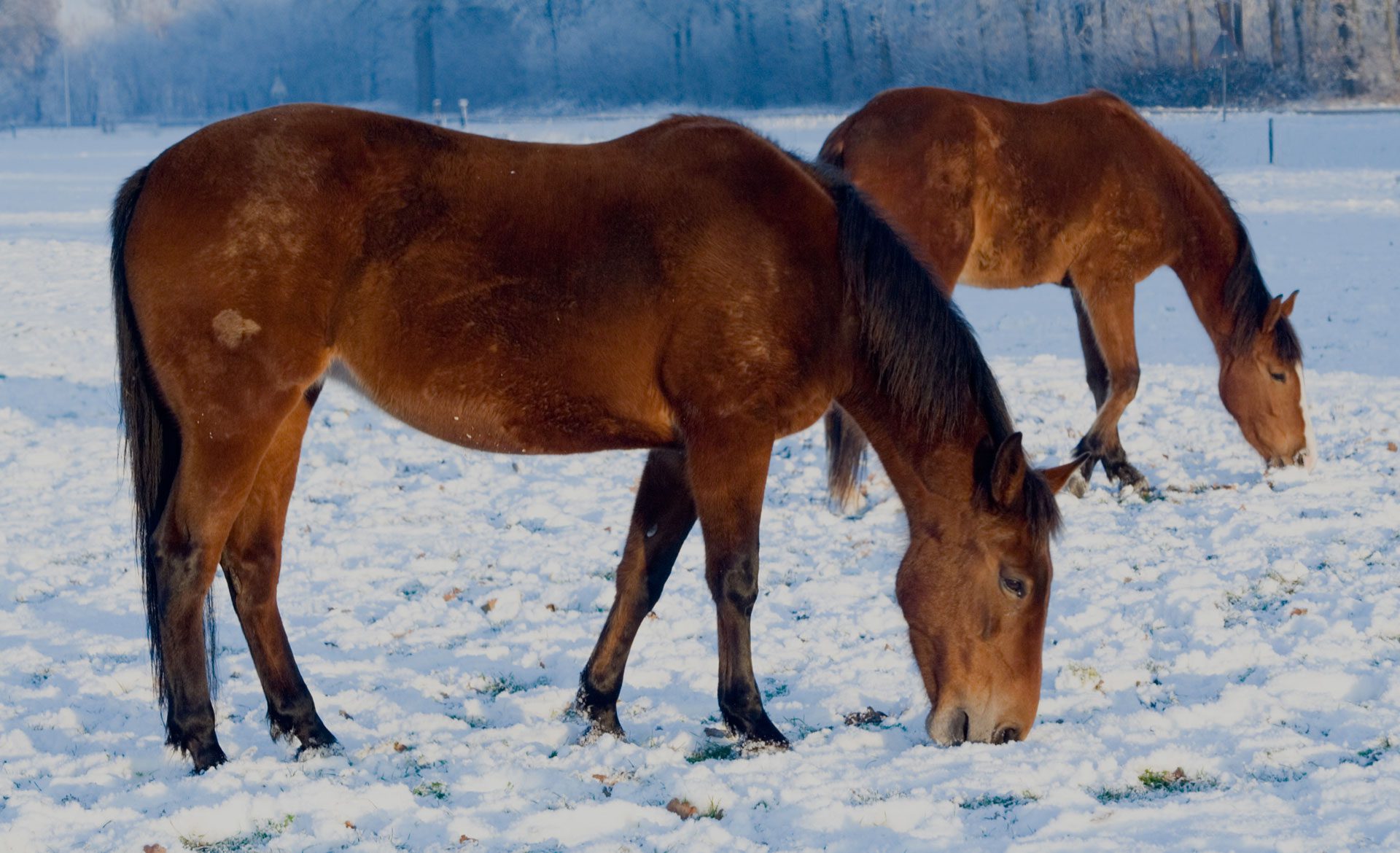 Horses grazing in a snowy field