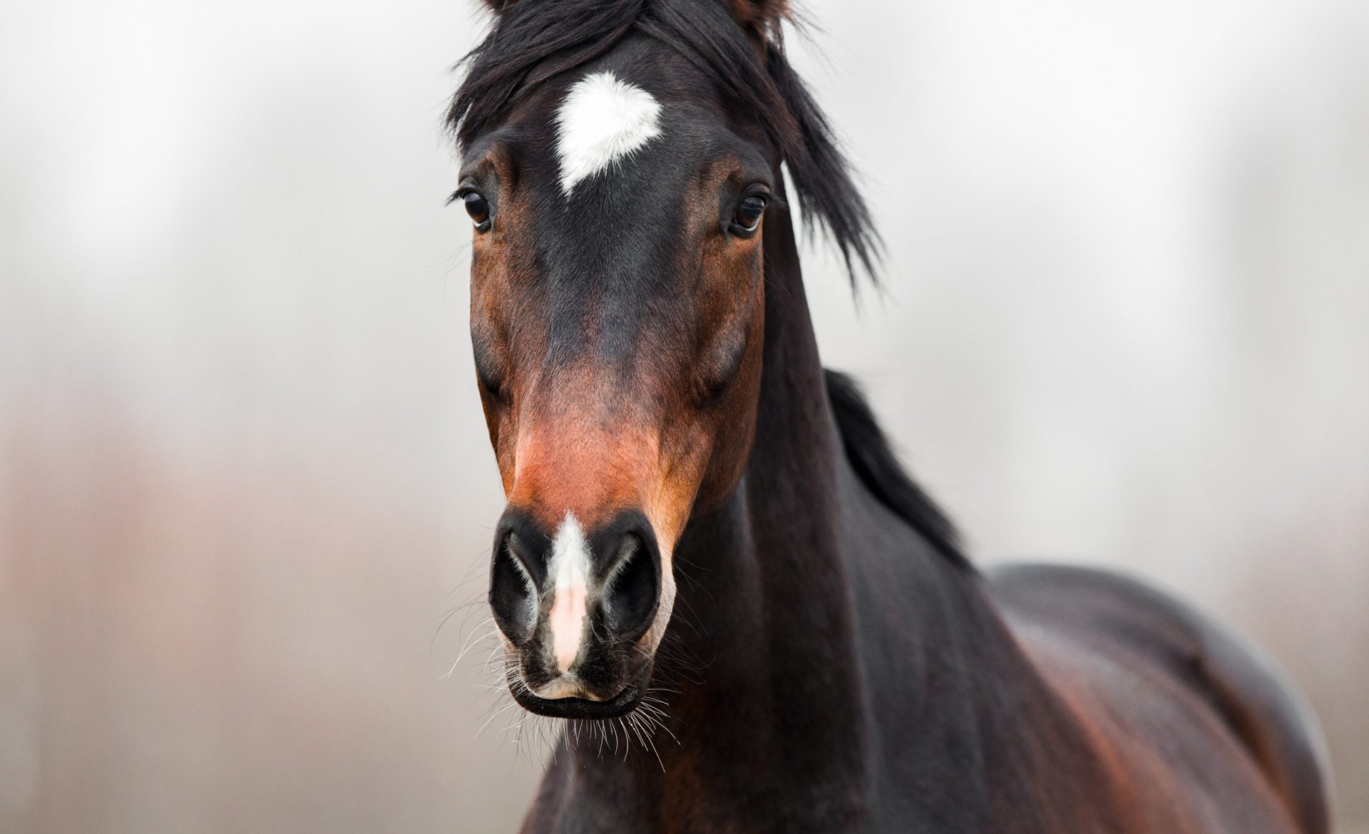 Brown horse with white forehead mark
