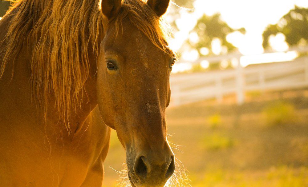 Horse with flowing mane in field