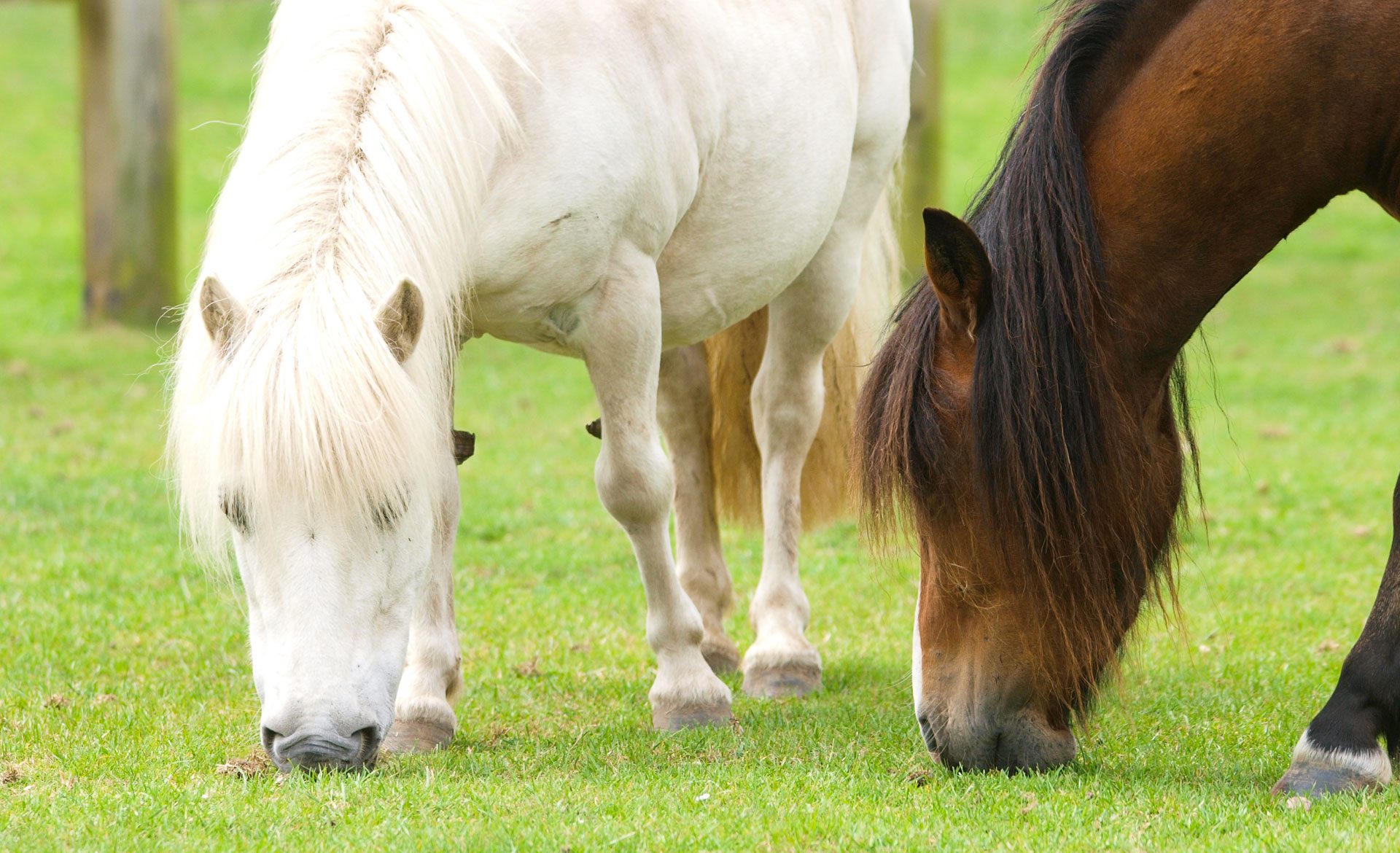 Horses peacefully grazing together