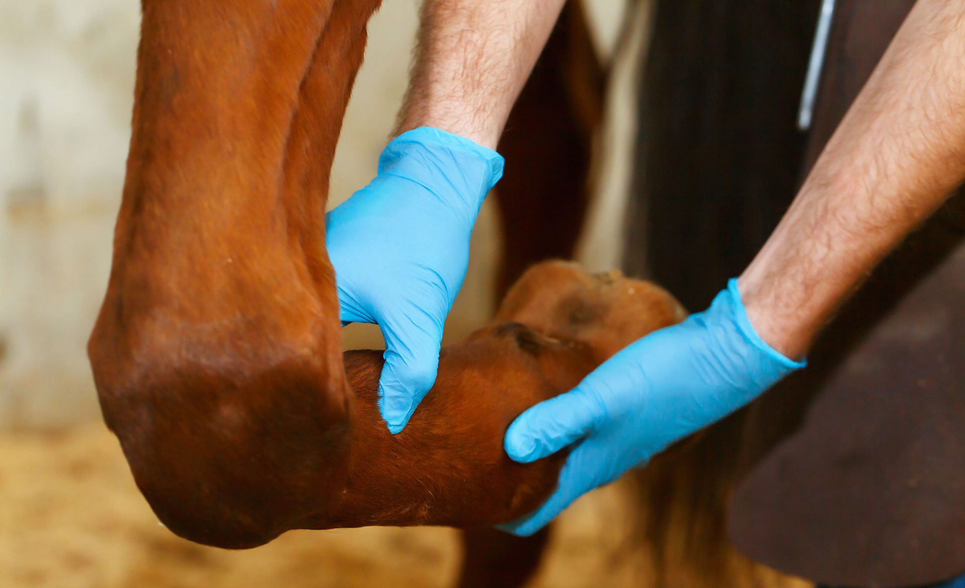 Horse leg examination by vet