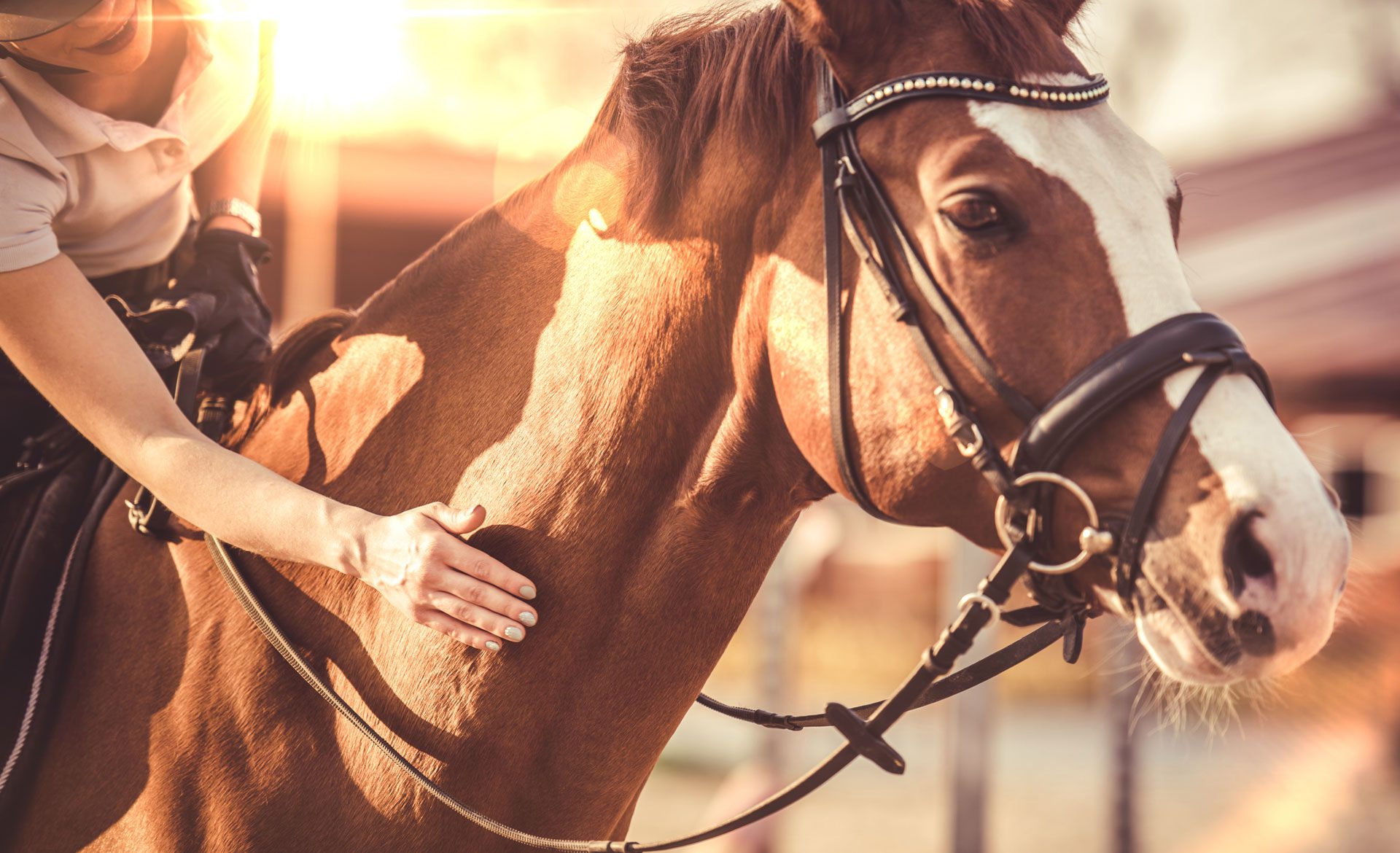 Close-up of a horse being petted