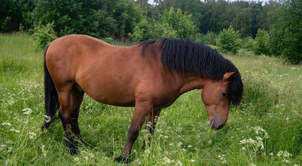 Peaceful horse in grassy landscape