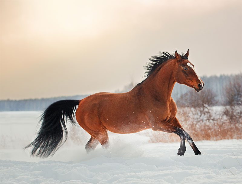 Brown horse galloping in snowy field