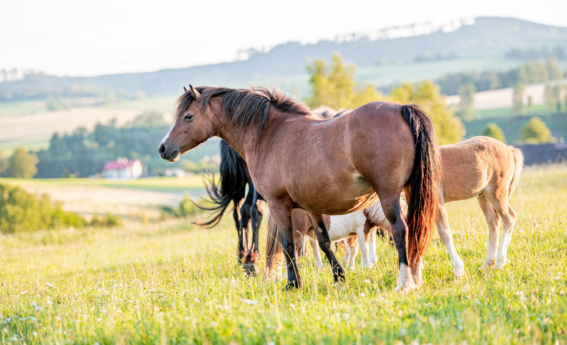 Horses grazing in a sunny field