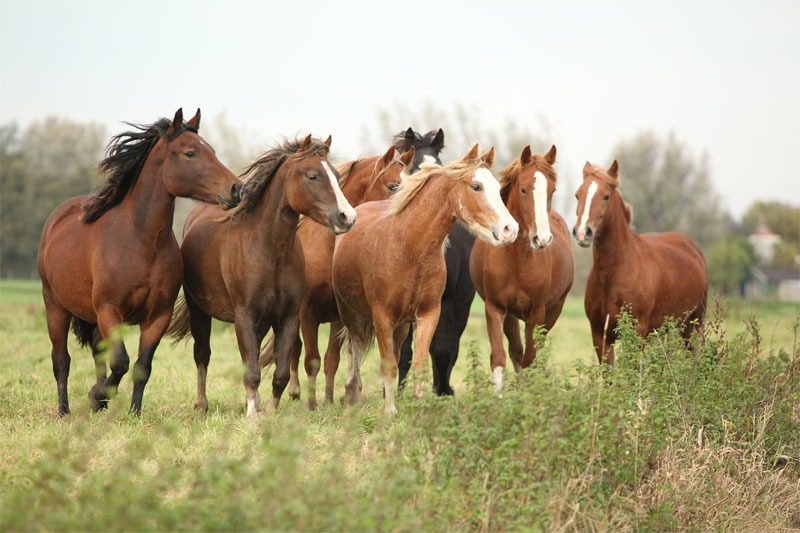 A group of horses running together in a grassy field.