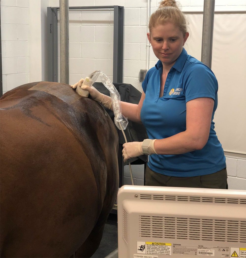Animal care professional treating horse in clinic