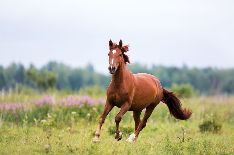 A brown horse running through a green field with wildflowers.