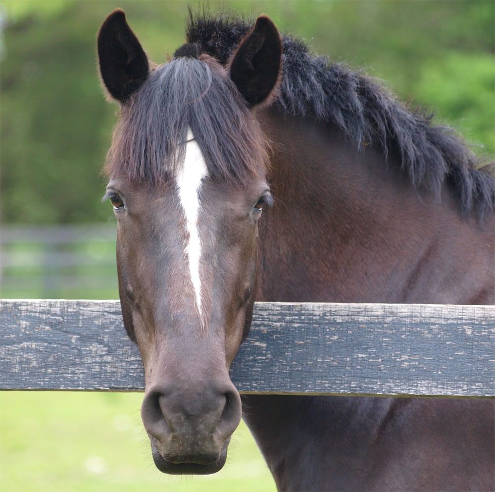 Brown horse with white blaze