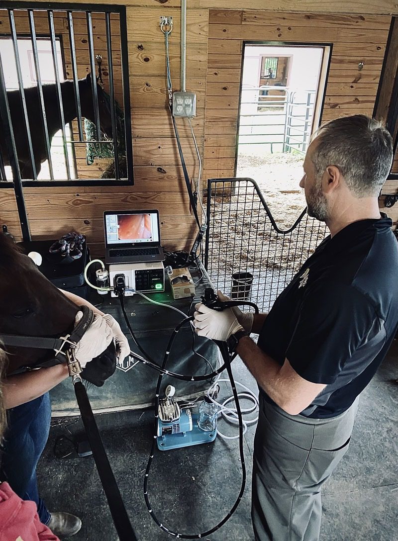 Vet using scope in horse barn