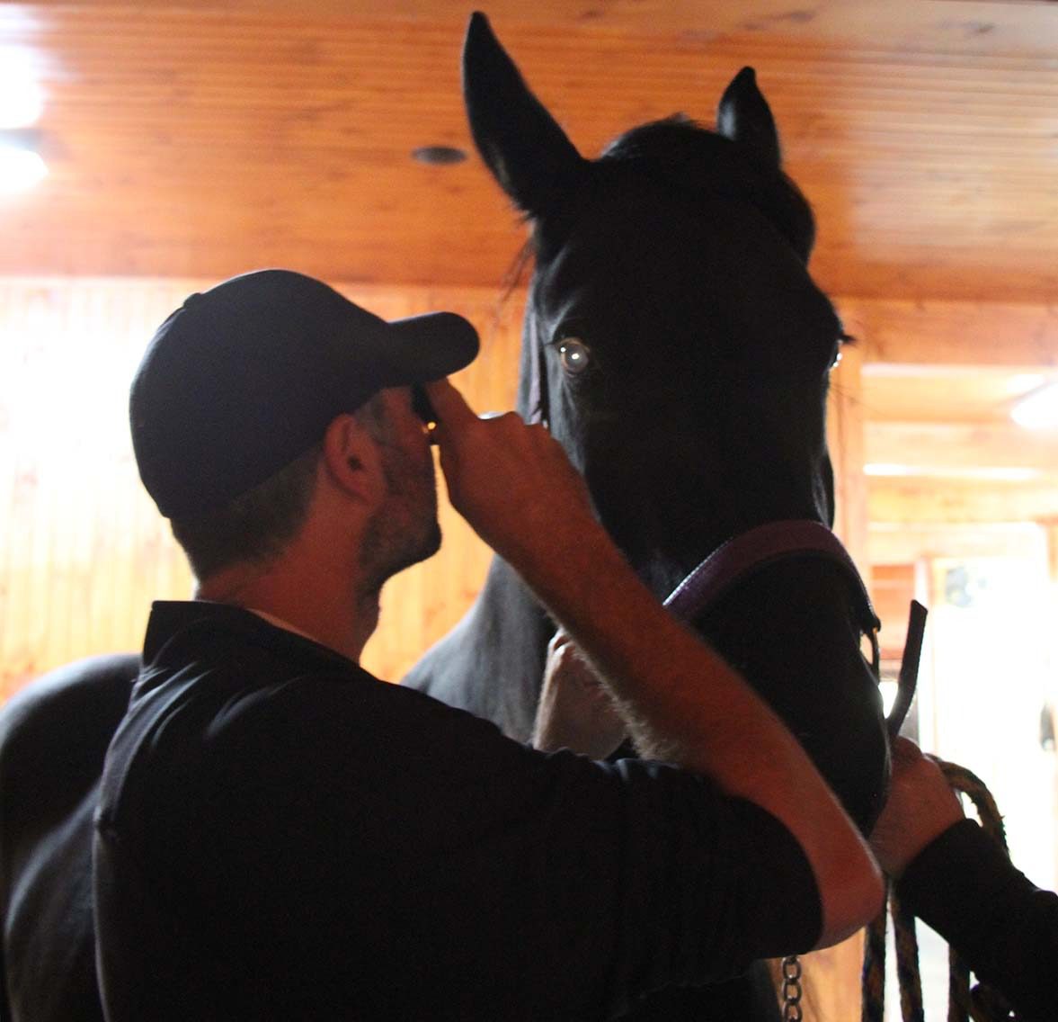 Veterinarian checking horse's eye health.