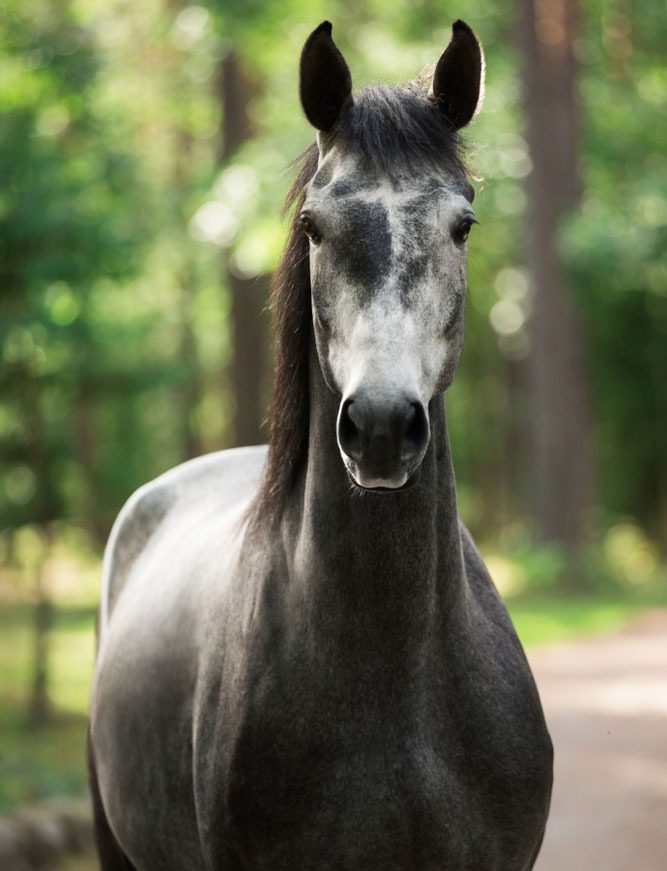 Gray horse standing in a forest