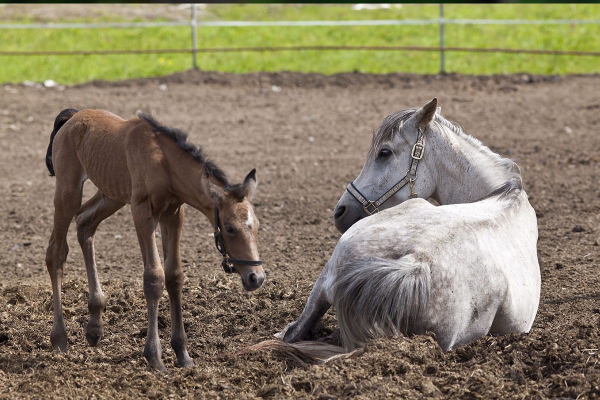 Young foal stands beside lying mare