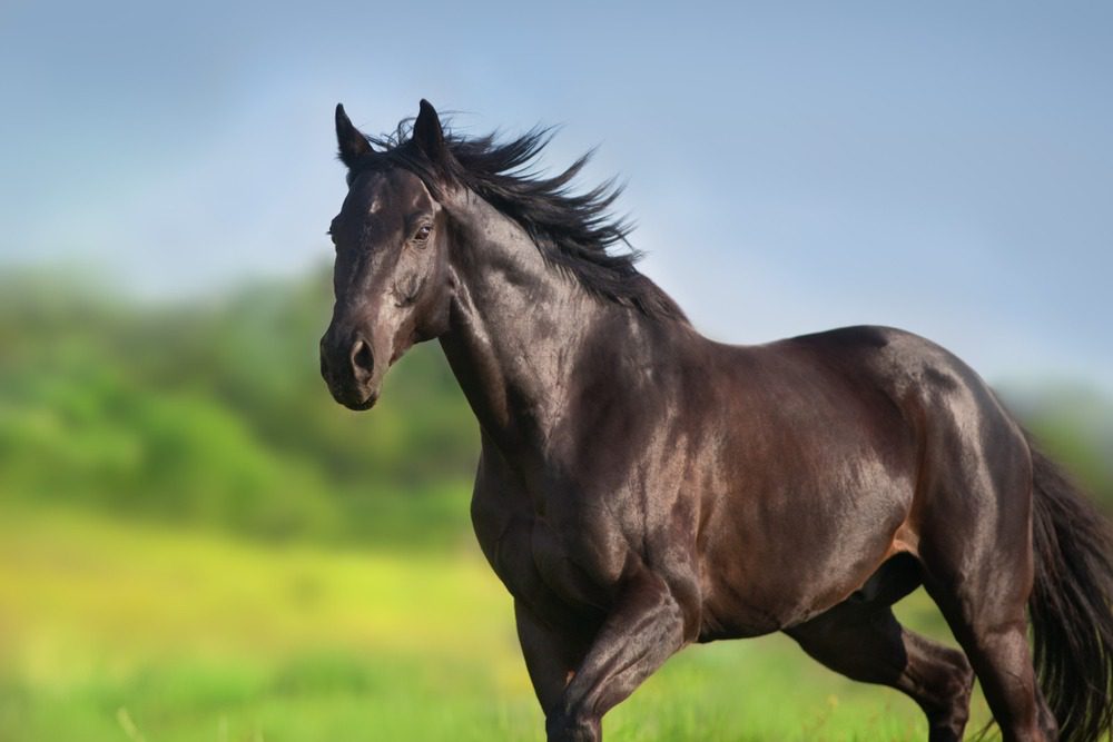 Galloping horse with flowing mane