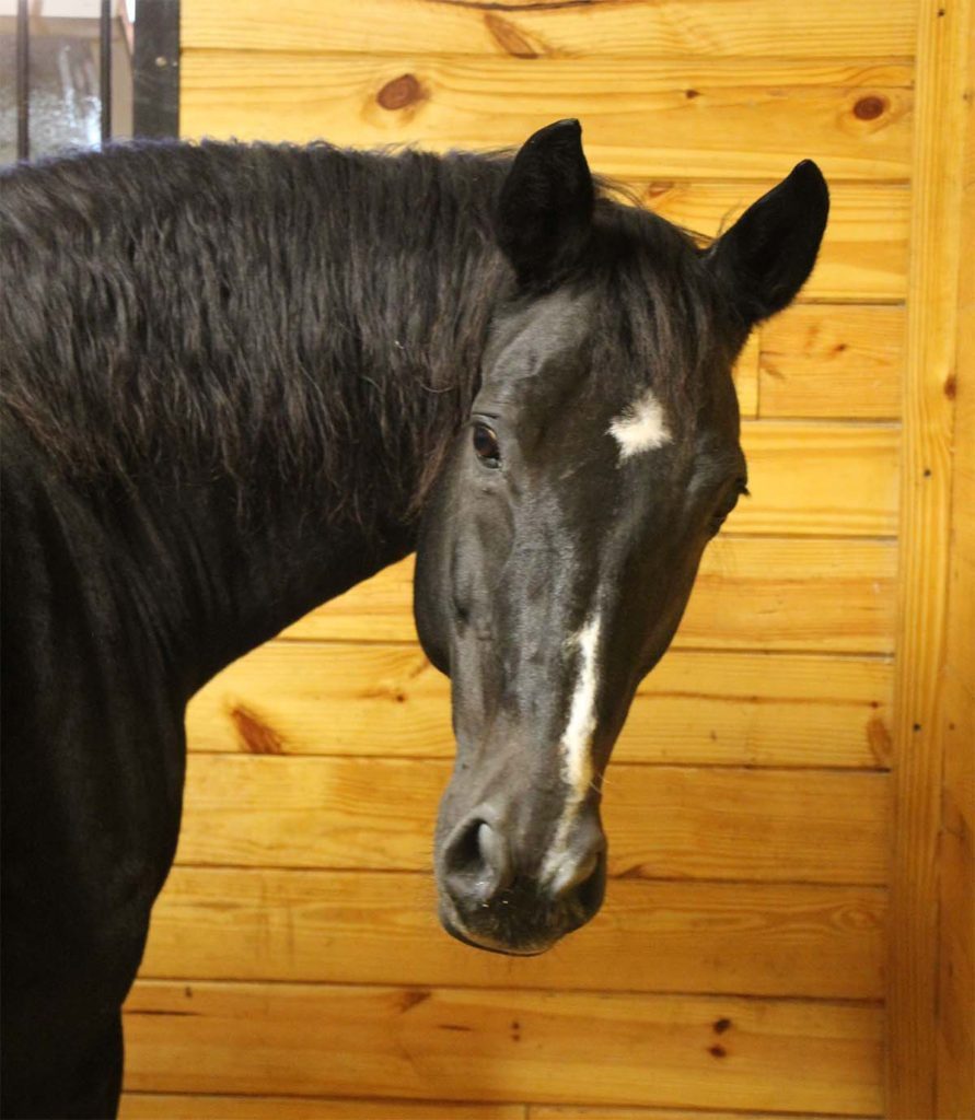 Black horse facing camera