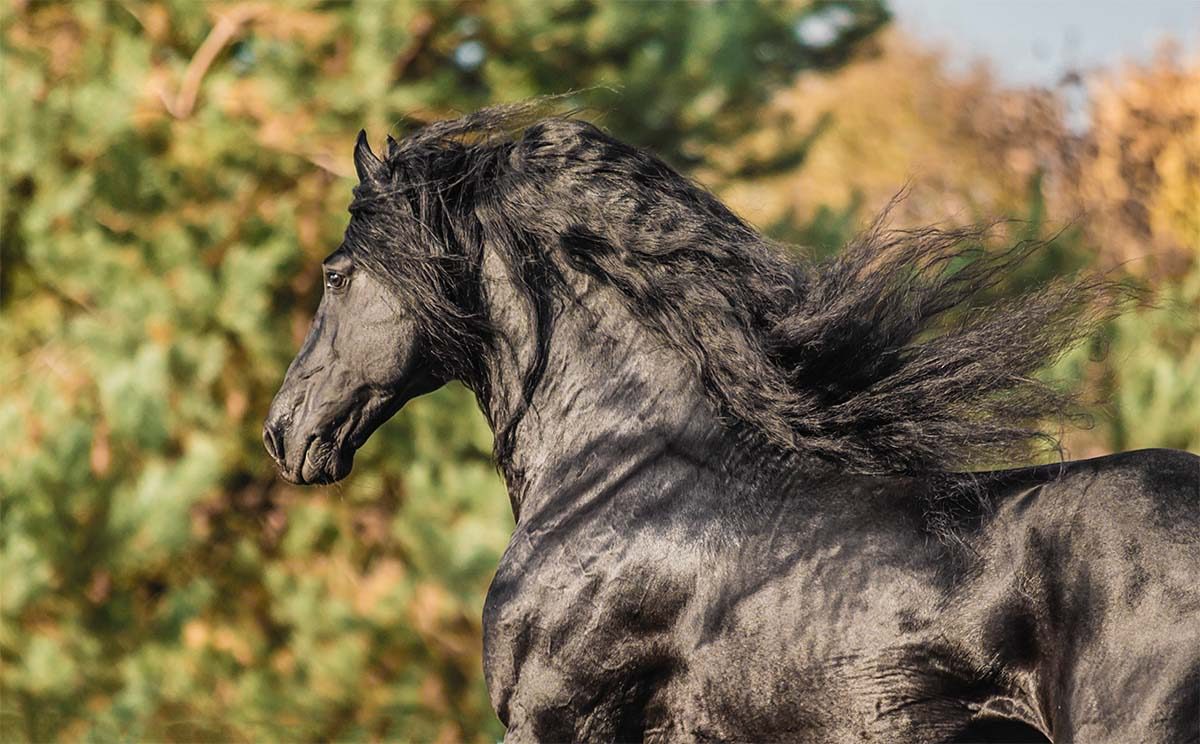 Graceful horse against green foliage background