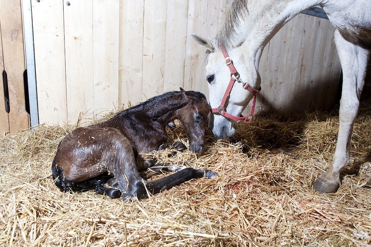 Mare watching over newborn foal