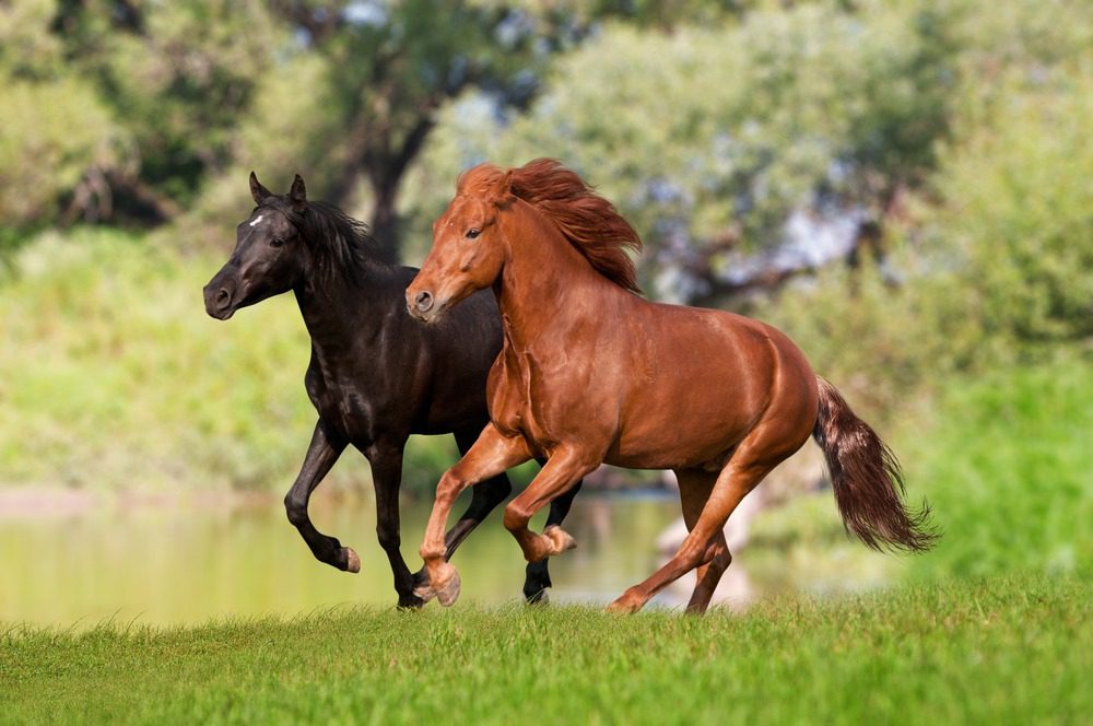 Two horses running freely outdoors