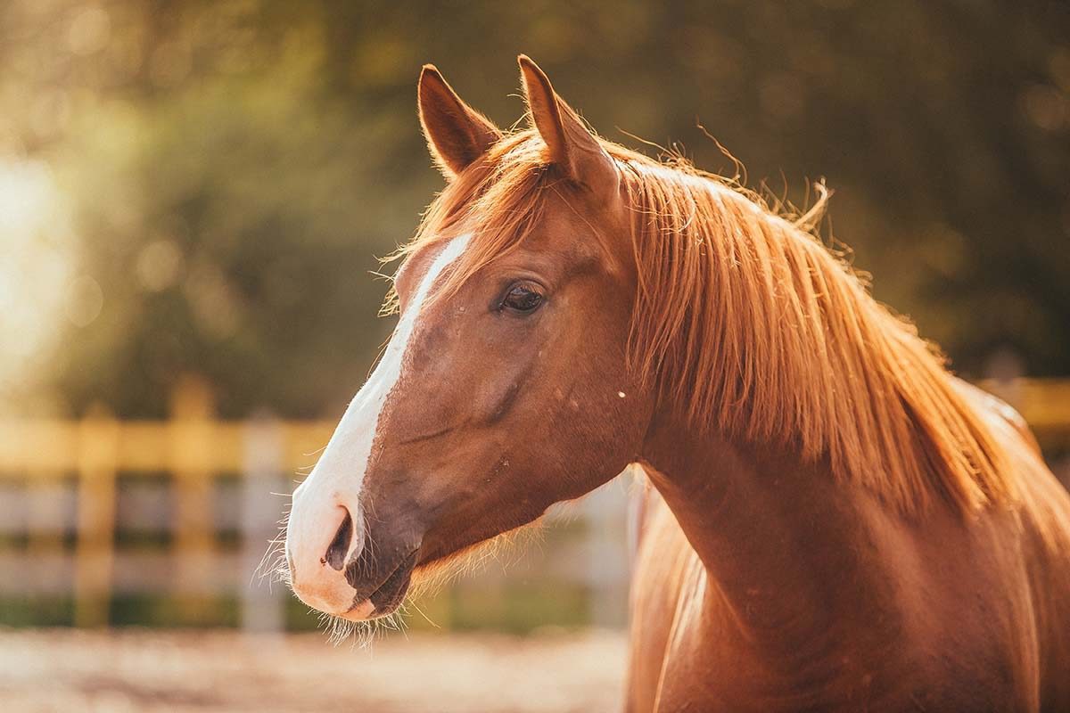 Chestnut horse with white blaze outdoors