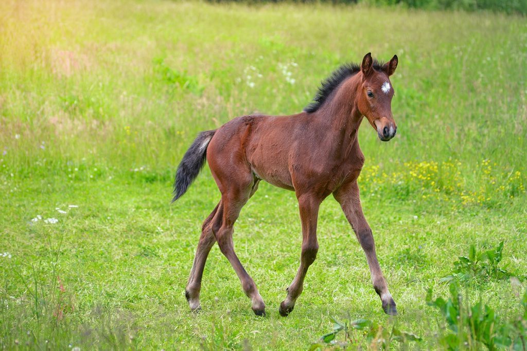 Brown foal walking on grassy meadow