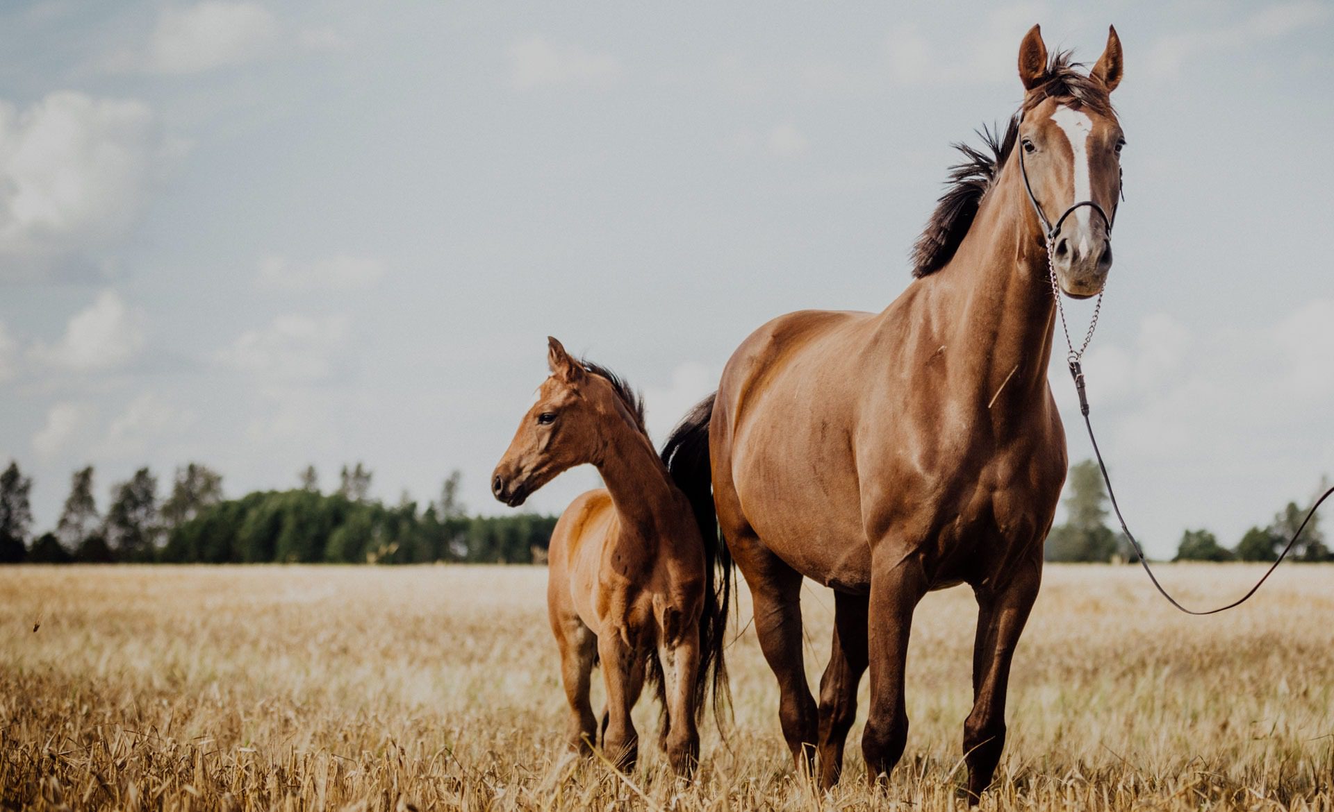 A mare and foal standing in a golden field under a cloudy sky.