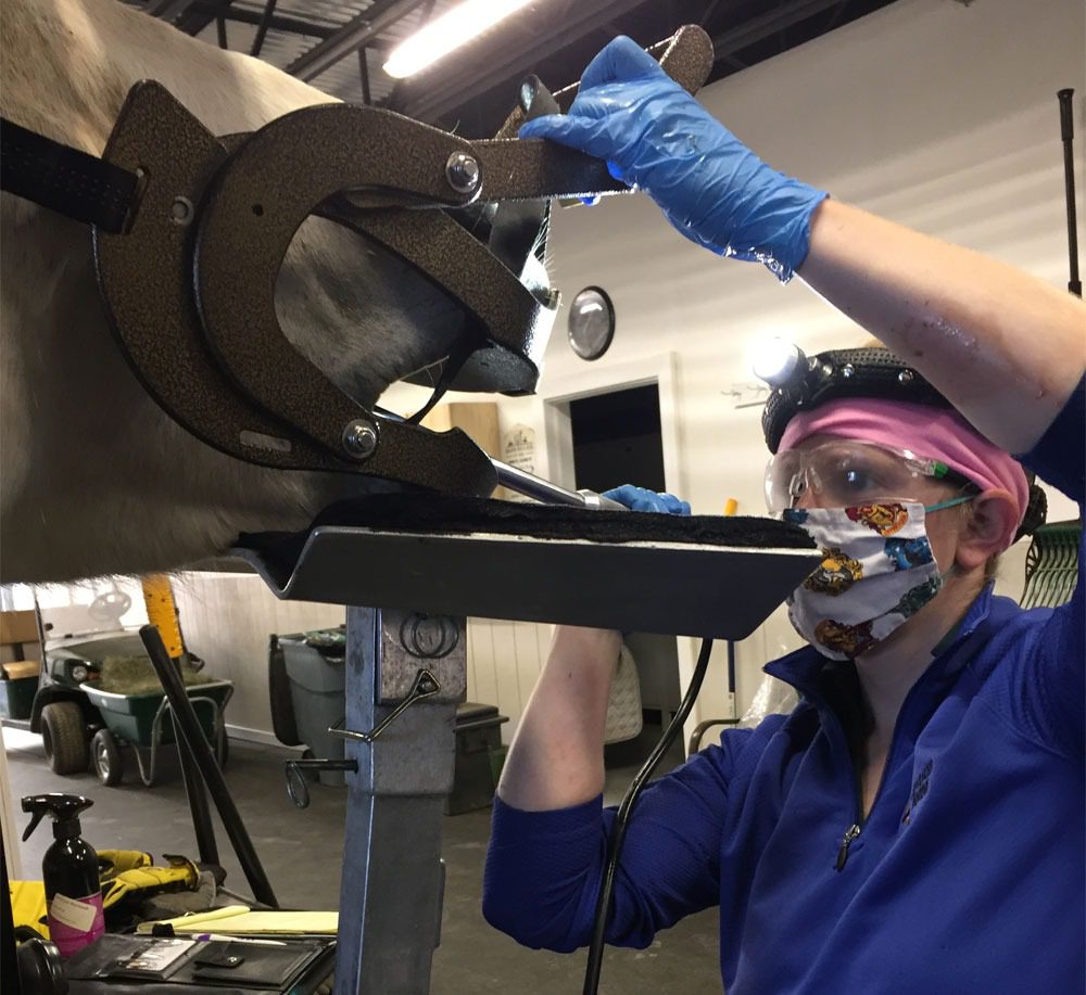 Vet filing horse's teeth