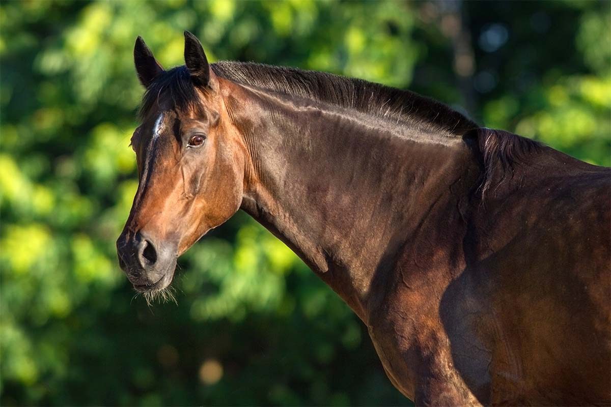 Brown horse standing against green foliage background.