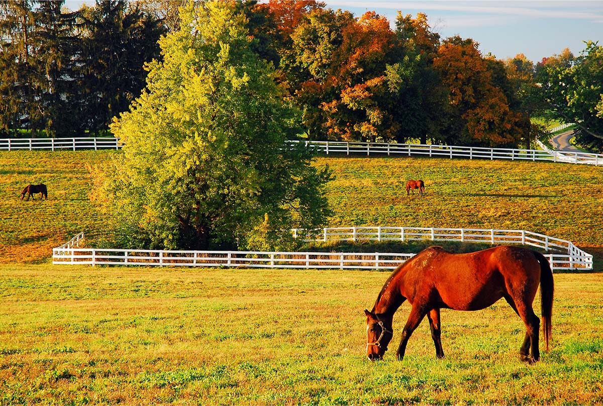 Scenic countryside with grazing horses