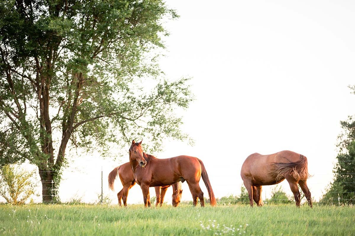 Peaceful meadow with grazing horses