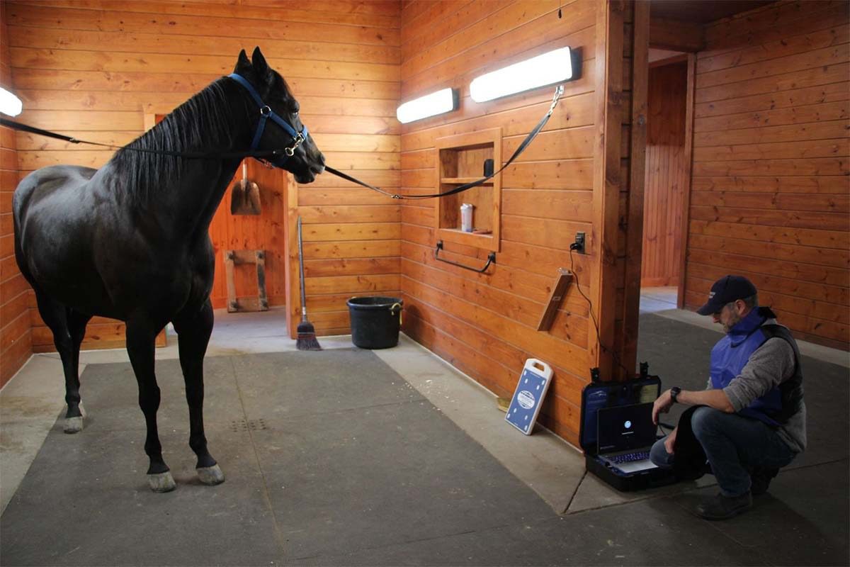 Veterinarian checking horse in wooden stable.