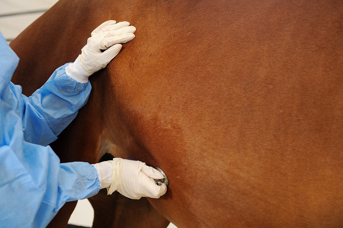 Veterinarian examining horse with stethoscope