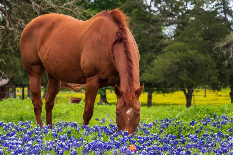 A brown horse grazing on bluebonnets in a green field.