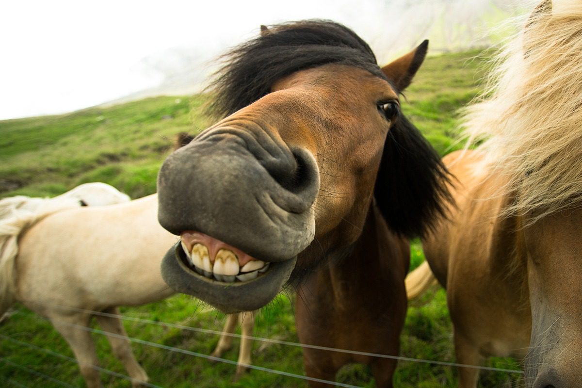 Funny horse showing teeth outdoors