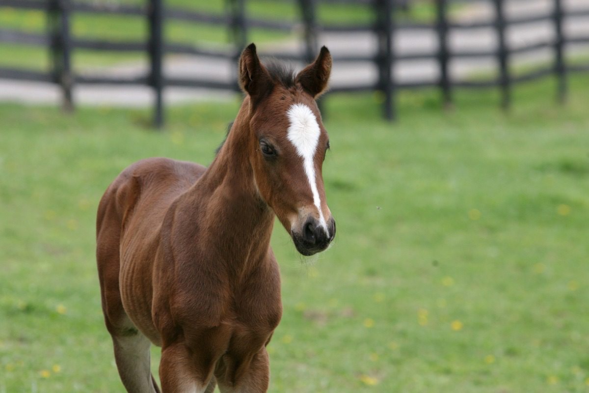 Foal near wooden fence in pasture