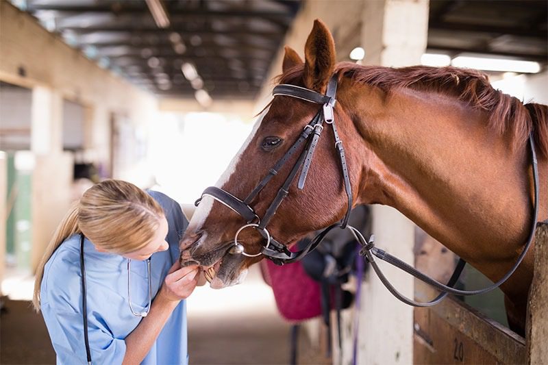 Horse receiving care from a woman