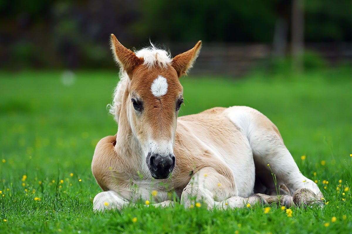 Young horse lying in meadow