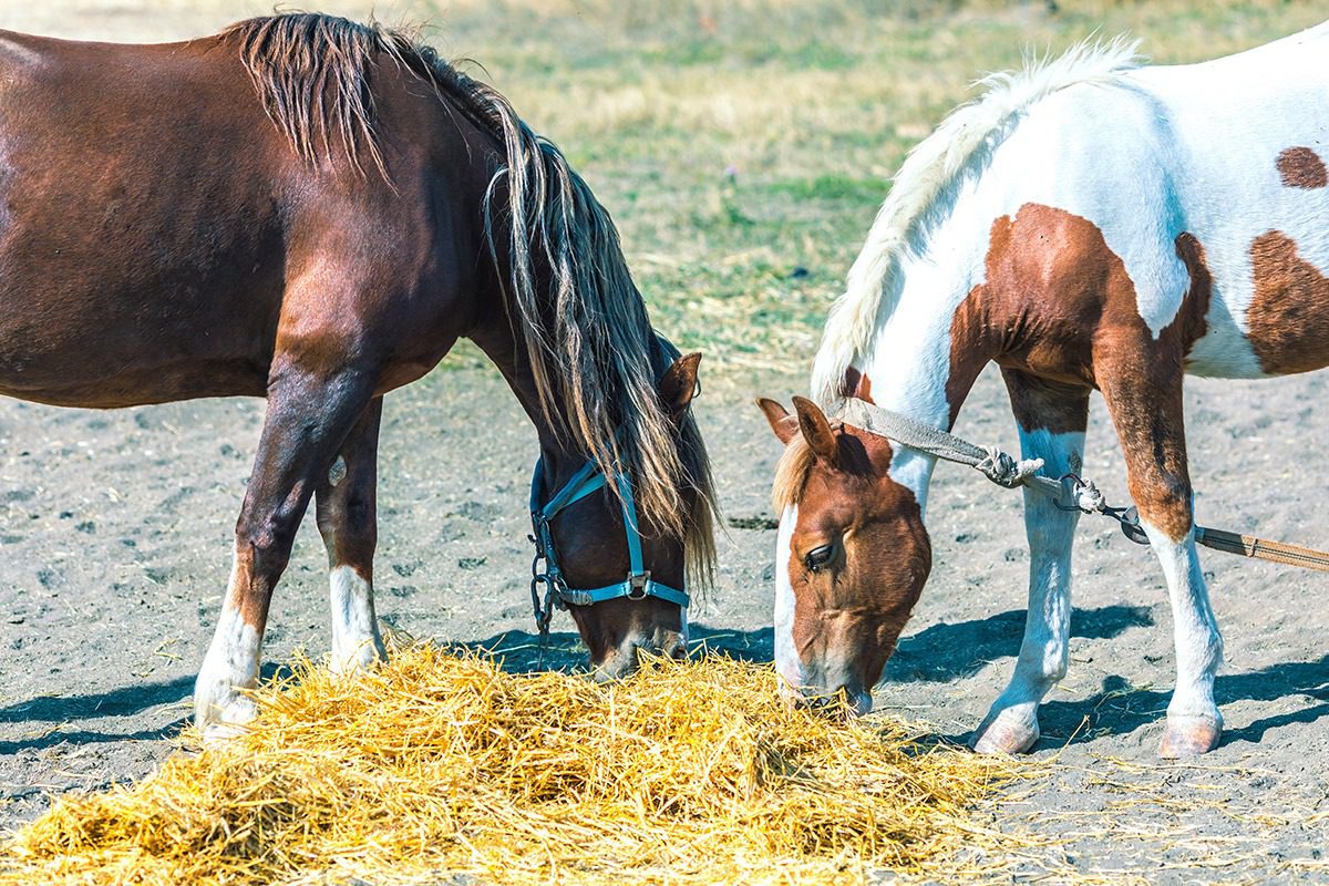 Brown and white horses feeding on hay.