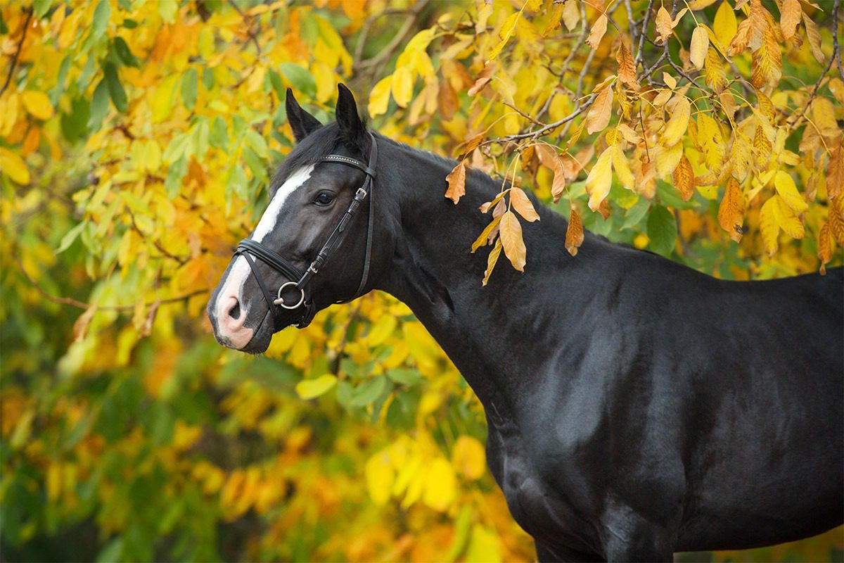 Horse beside vibrant fall foliage