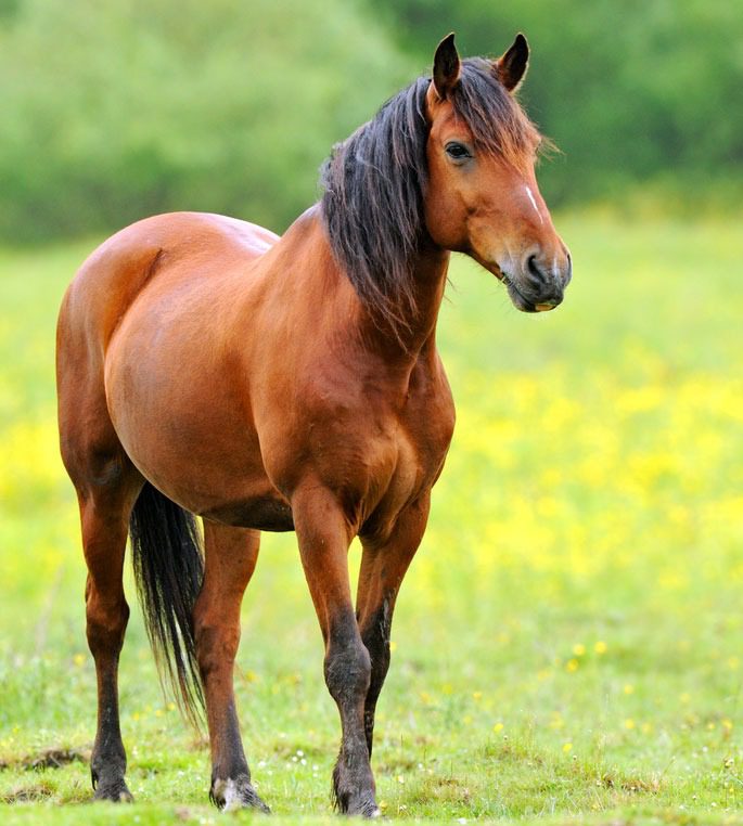 Chestnut horse in a meadow.
