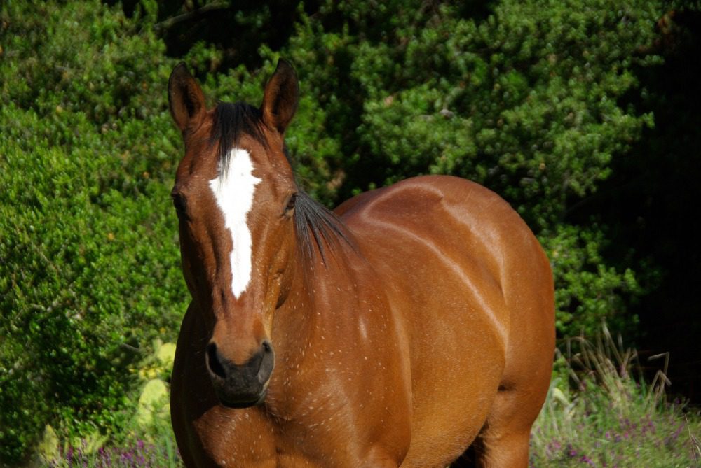 Horse standing in lush greenery