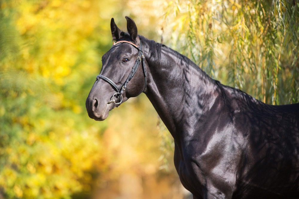 Black horse with bridle in autumn setting